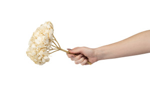 preserved-hydrangea-14.