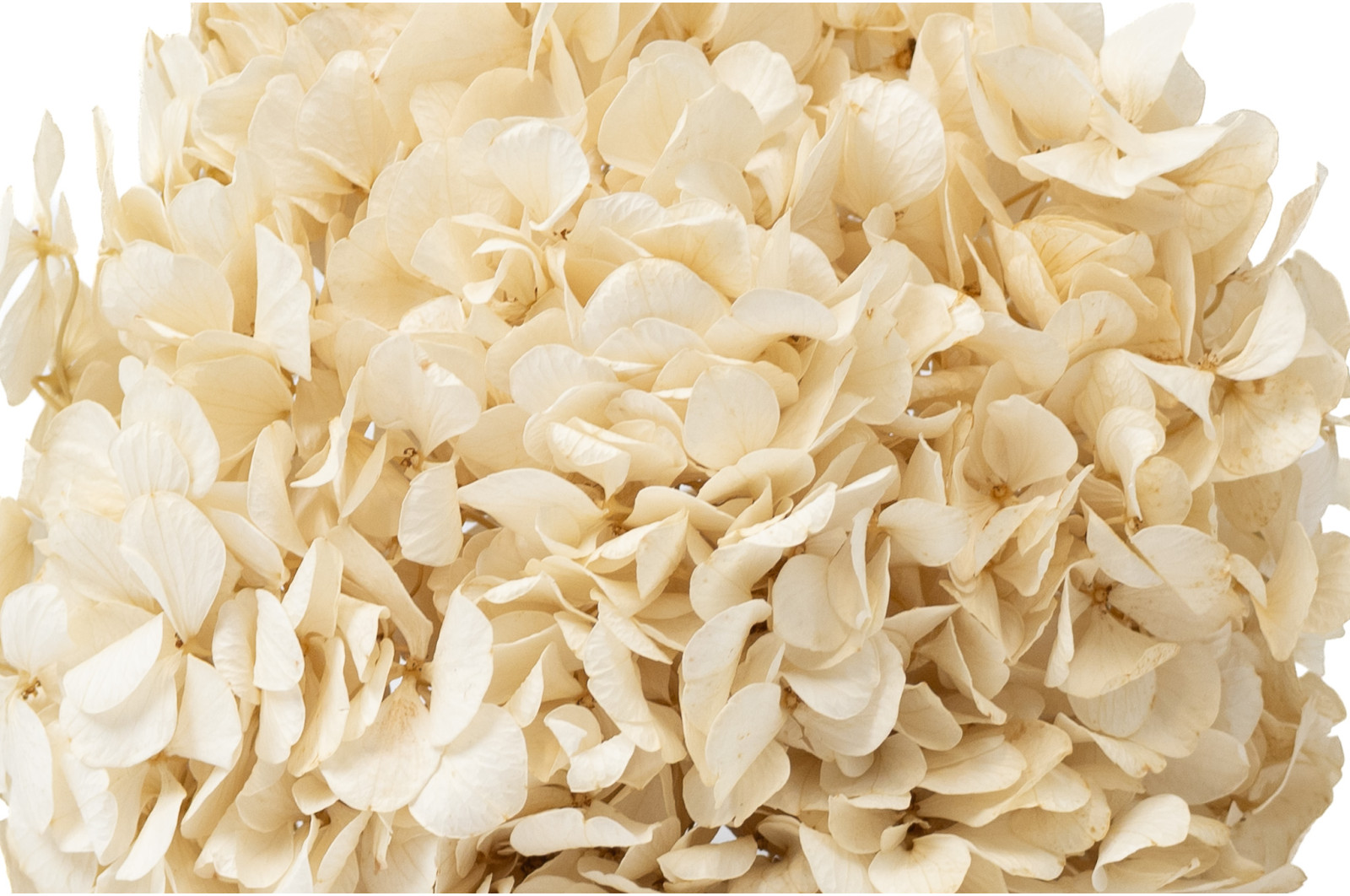 hortensia-stabilise-14