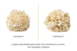 stabilisierte-hortensien-14.