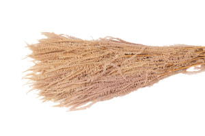 stabilisierte-pteridium-farn-8.