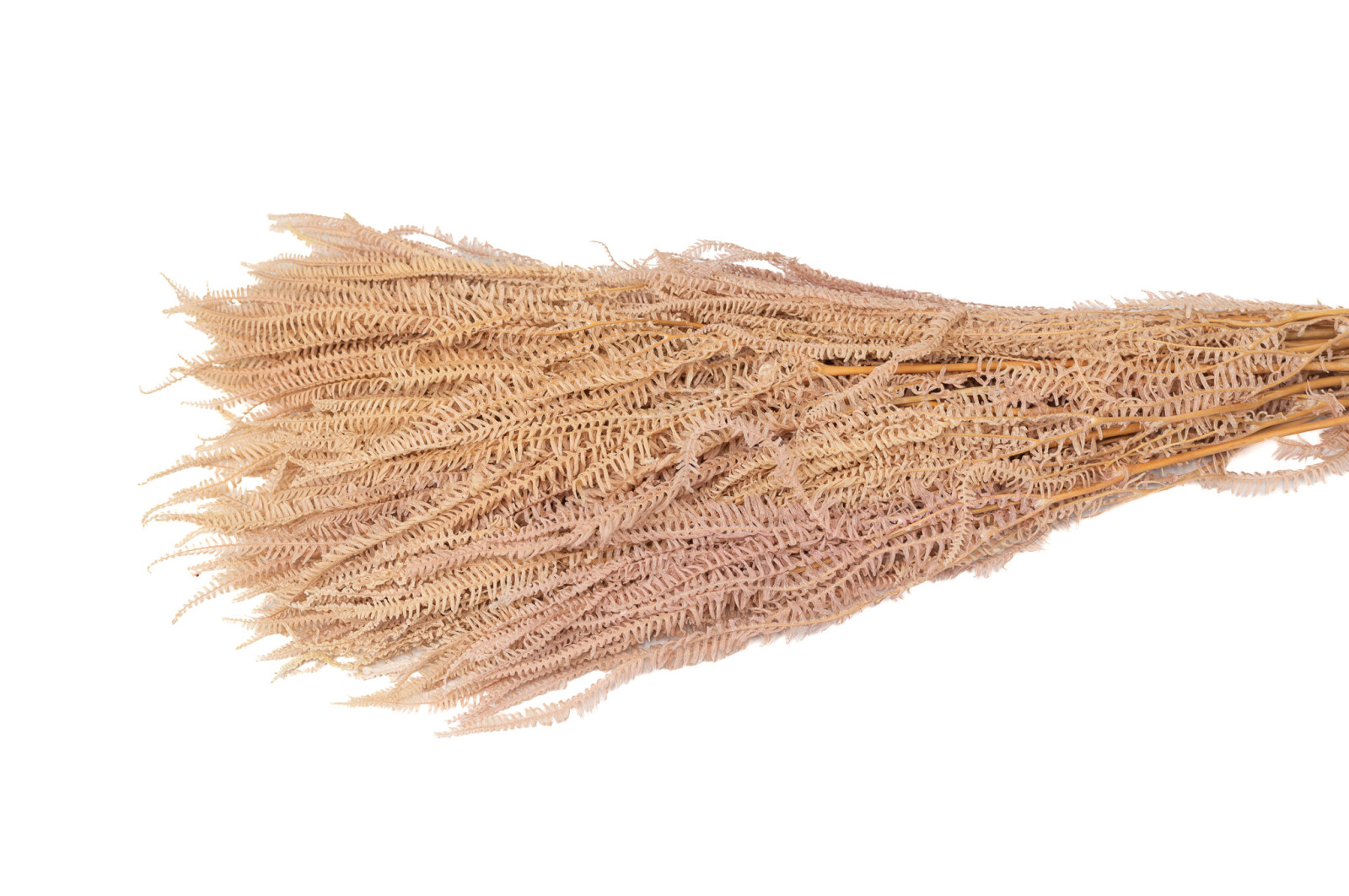 preserved-pteridium-fern-8