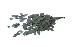 stabilisierte-eukalyptus-populus-6.