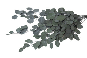 eucalyptus-populus-stabilise-6