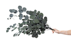 preserved-eucalyptus-populus-6.