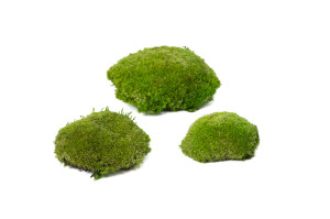 stabilisiertes-kugelmoos-5.