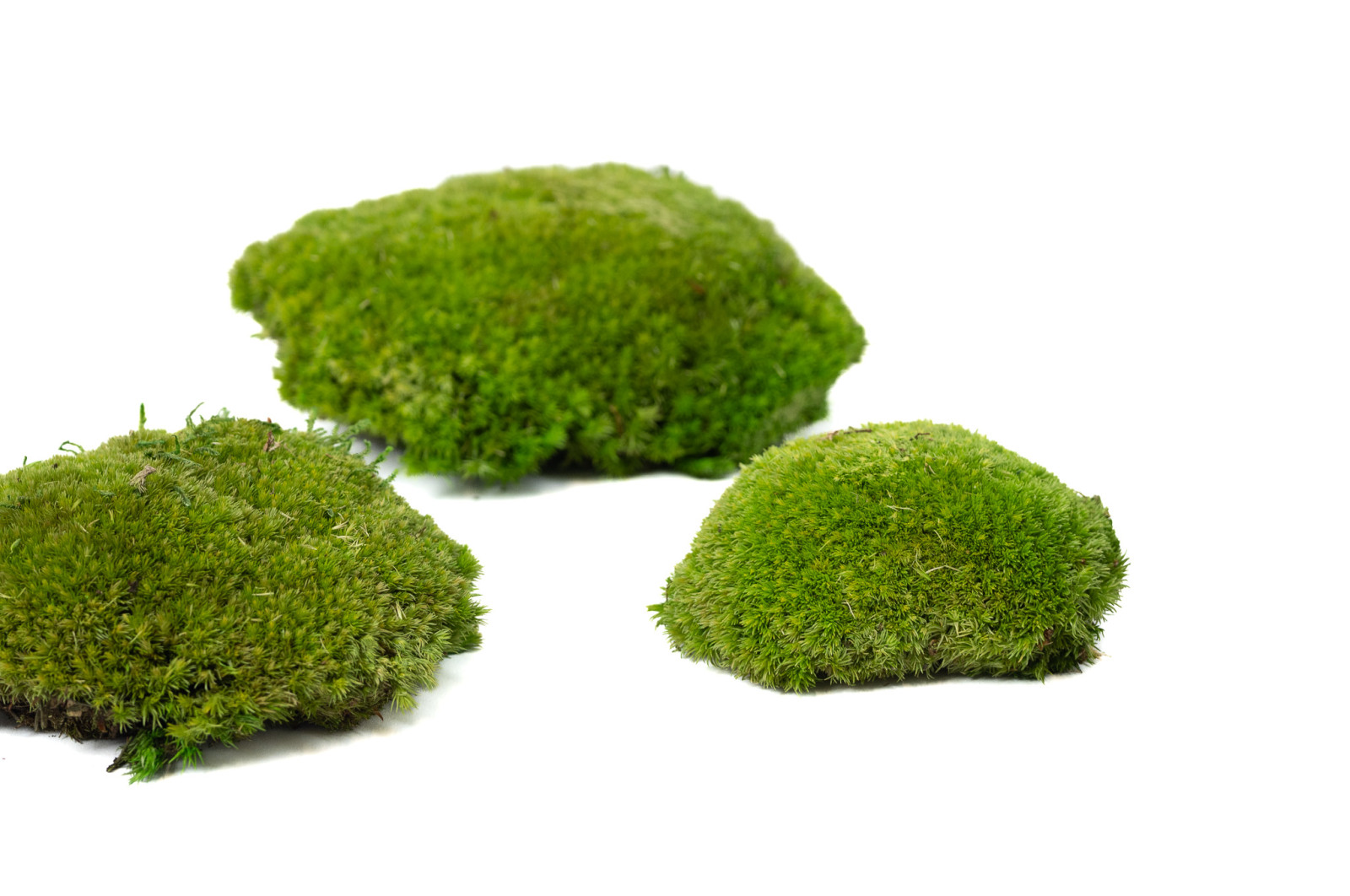 preserved-pole-moss-5