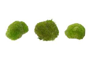 stabilisiertes-kugelmoos-5.