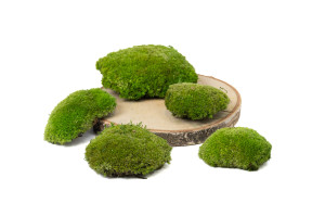 preserved-pole-moss-5.