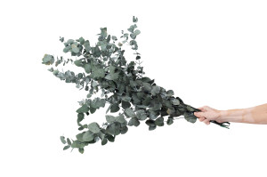 stabilisierte-eukalyptus-espiral-8.