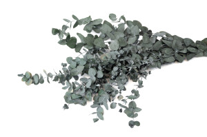 stabilisierte-eukalyptus-espiral-8