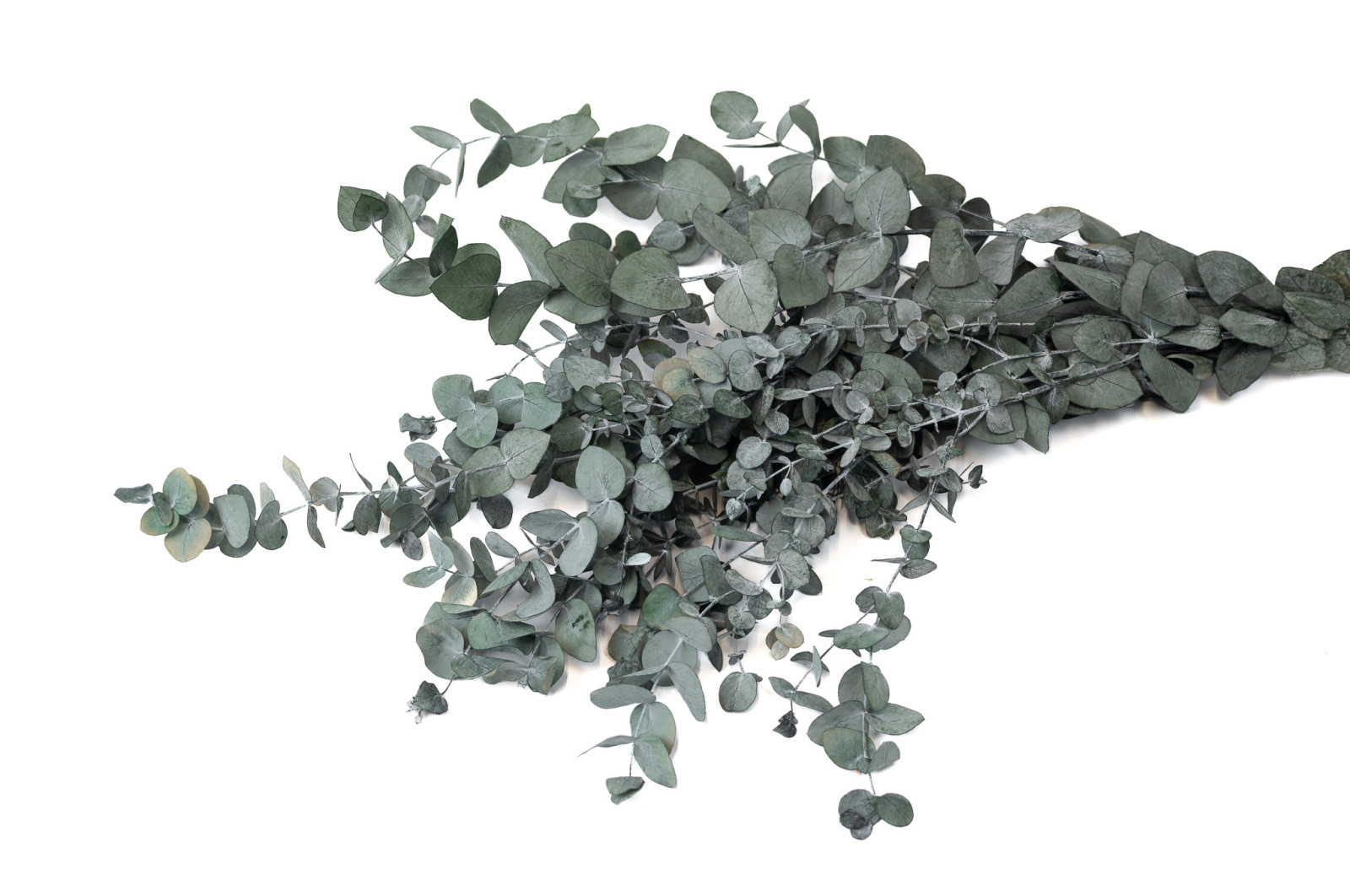 preserved-eucalyptus-espiral-8