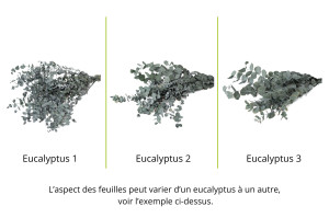 stabilisierte-eukalyptus-espiral-8.