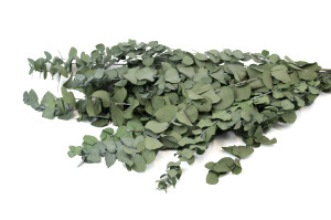 eucalyptus-stuartiana-stabilise-6.