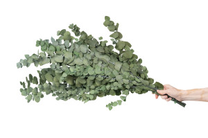 stabilisierte-eukalyptus-stuartiana-6.