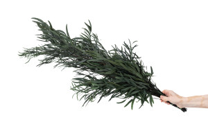 stabilisierte-eukalyptus-nicoly-6.