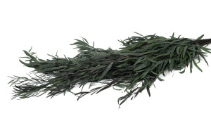 preserved-eucalyptus-nicoly-6.