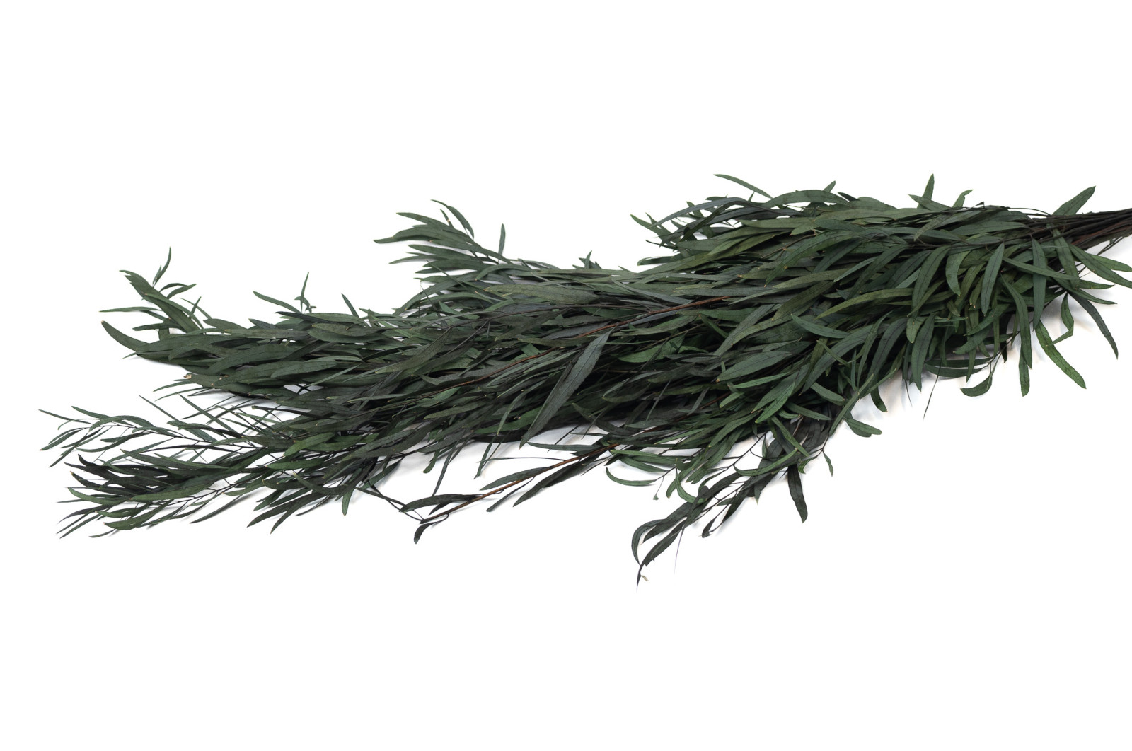 preserved-eucalyptus-nicoly-6