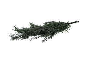 preserved-eucalyptus-nicoly-6.