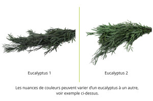 stabilisierte-eukalyptus-nicoly-6.