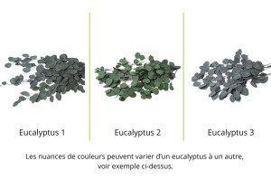 stabilisierte-eukalyptus-populus-6.