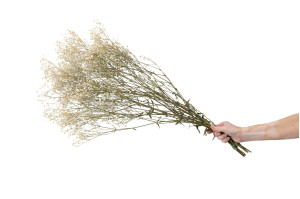 preserved-gypsophila-paniculata-6.