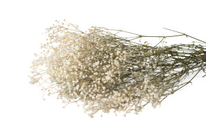gypsophile-stabilise-6.
