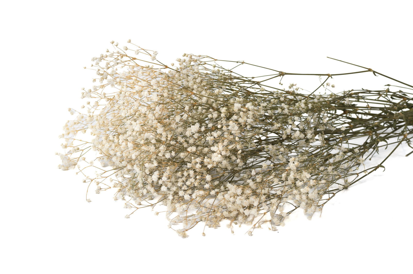 gypsophile-stabilise-6