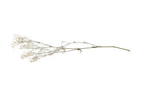 gypsophile-stabilise-6.