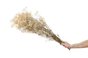 preserved-gypsophila-paniculata-6.