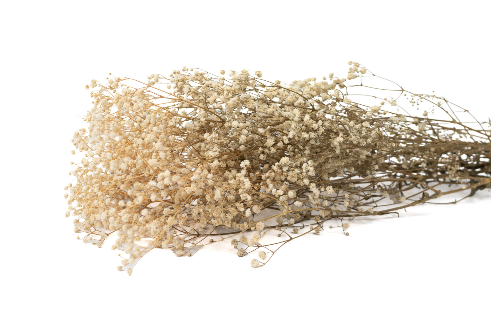 gypsophile-stabilise-6