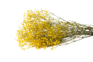 gypsophile-stabilise-6.