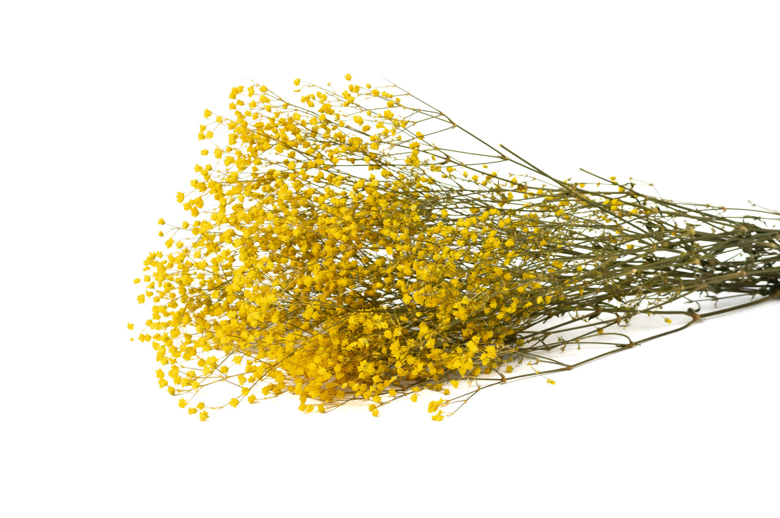 gypsophile-stabilise-6