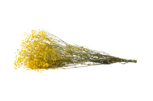 gypsophile-stabilise-6.