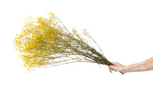 gypsophile-stabilise-6.