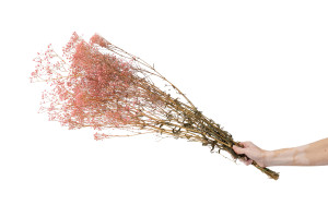 gypsophile-stabilise-6.