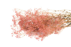 gypsophile-stabilise-6.