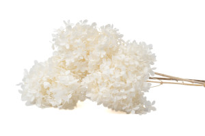 hortensia-stabilise-peegee-30