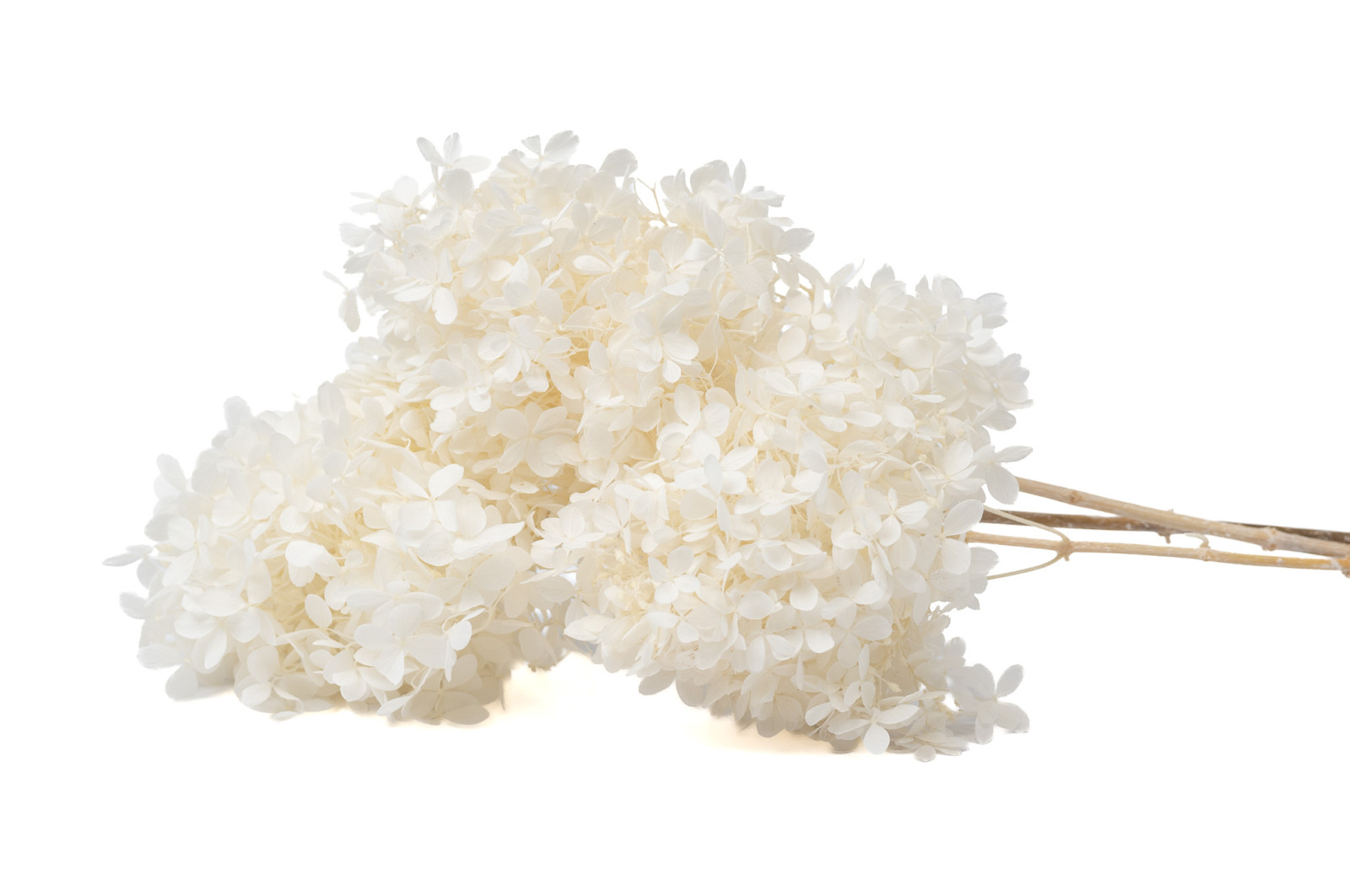 preserved-peegee-hydrangea-30