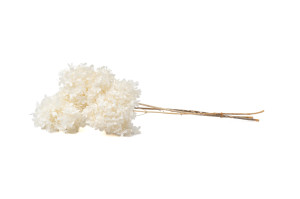 preserved-peegee-hydrangea-30.