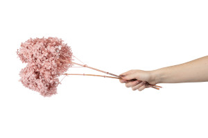 preserved-peegee-hydrangea-30.