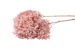 preserved-peegee-hydrangea-30.