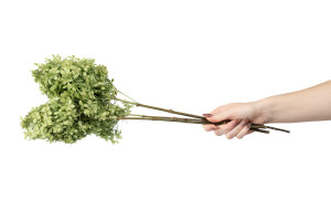 hortensia-stabilise-peegee-30.