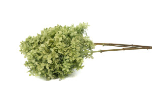 hortensia-stabilise-peegee-30.