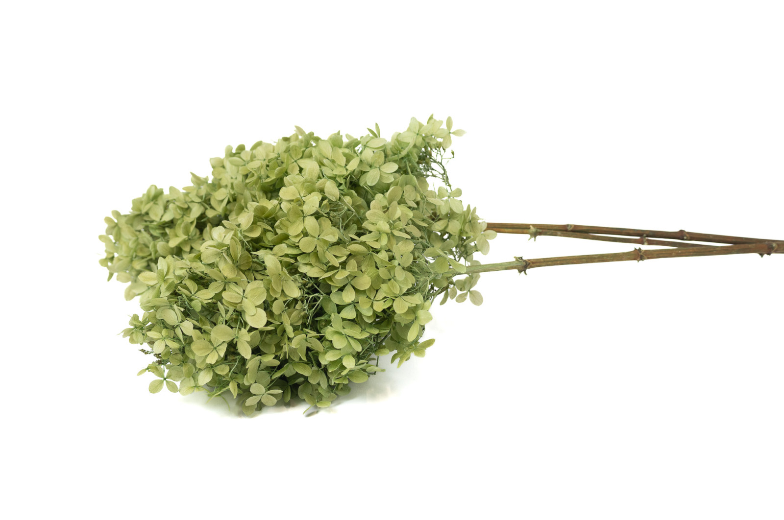 preserved-peegee-hydrangea-30