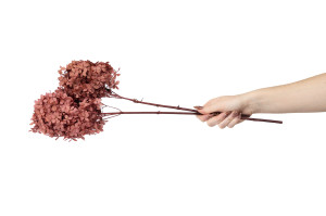 preserved-peegee-hydrangea-30.