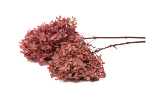 preserved-peegee-hydrangea-30.