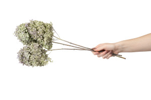 preserved-peegee-hydrangea-30.