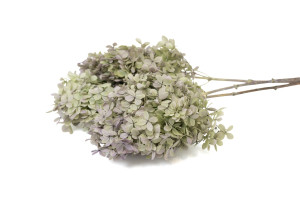 preserved-peegee-hydrangea-30.
