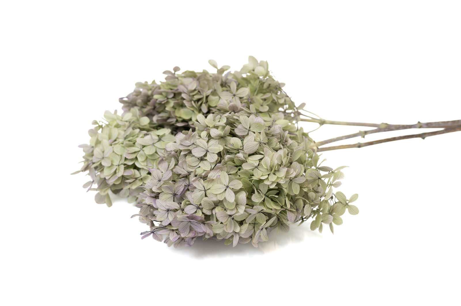preserved-peegee-hydrangea-30
