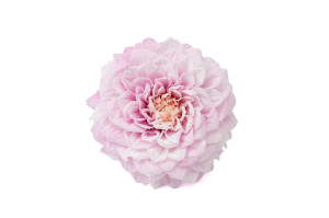 preserved-dahlia-30.